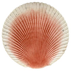 19th Century Majolica Shell Plate Sarreguemines