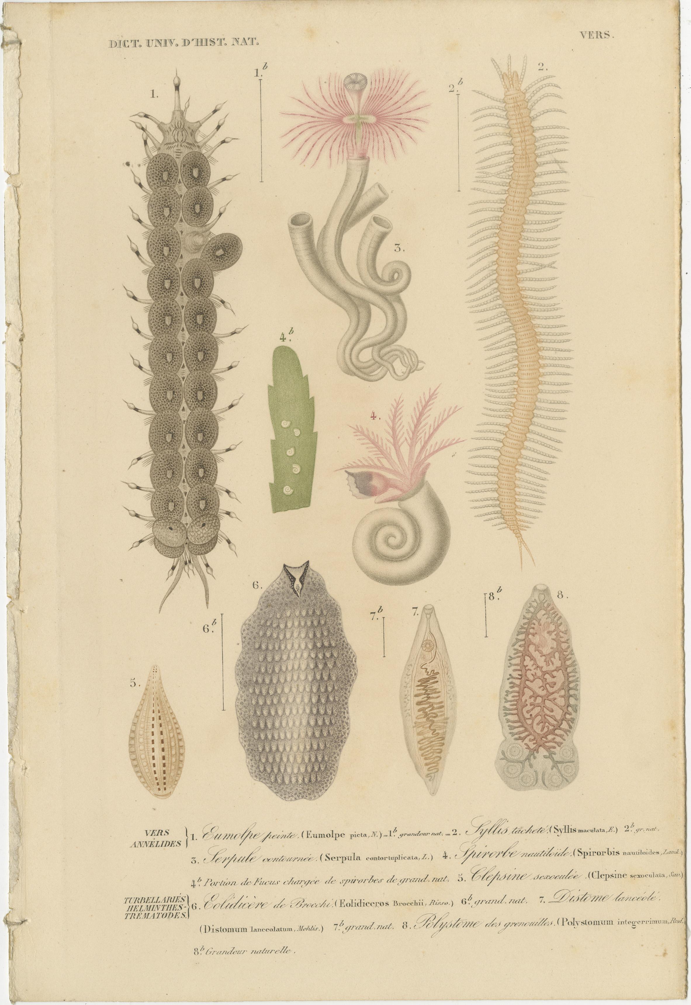 19th Century Marine Life: d'Orbigny's Illustrated Gems in Old Hand-Coloring In Good Condition For Sale In Langweer, NL
