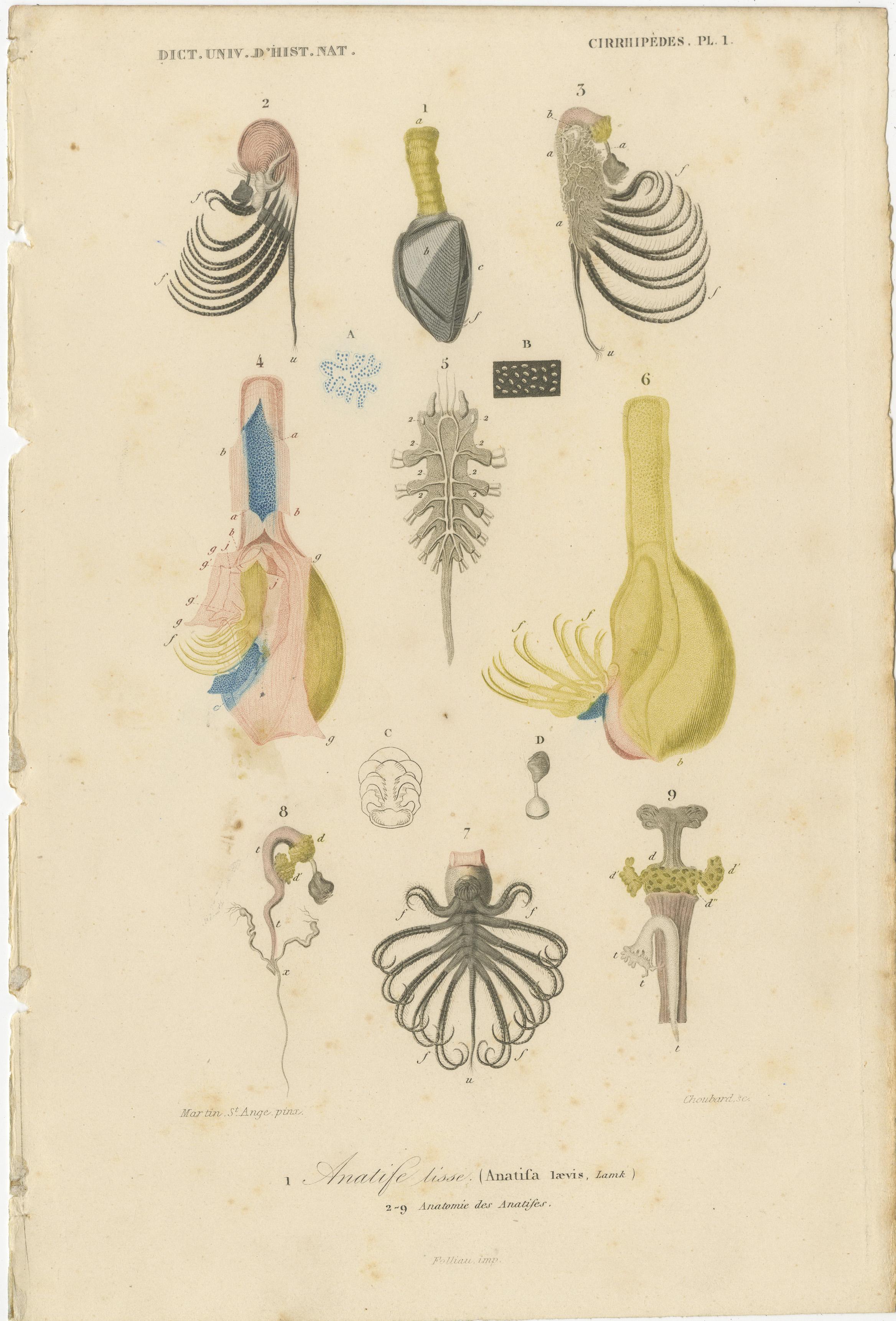 Mid-19th Century 19th Century Marine Life: d'Orbigny's Illustrated Gems in Old Hand-Coloring For Sale
