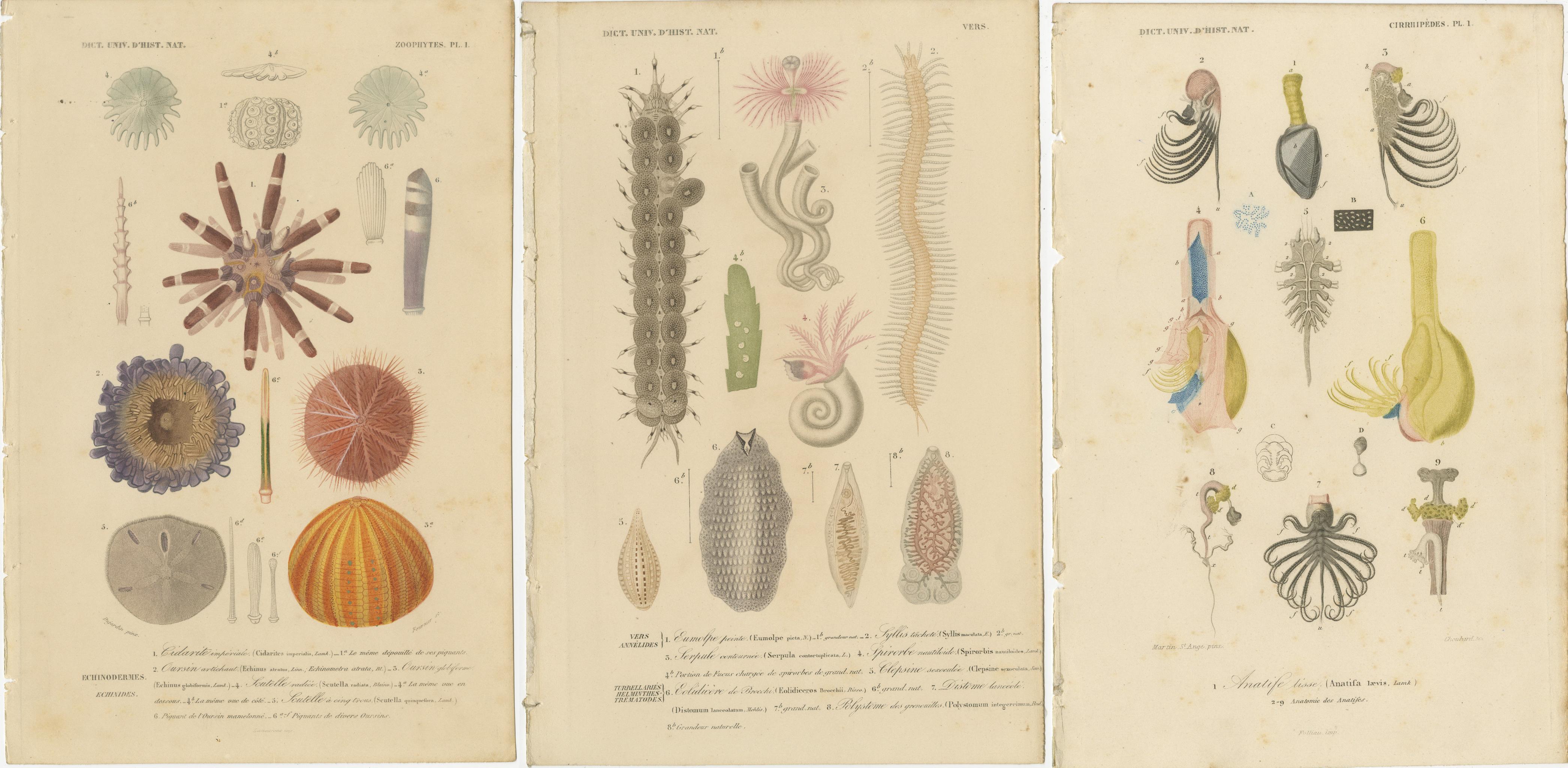 Paper 19th Century Marine Life: d'Orbigny's Illustrated Gems in Old Hand-Coloring For Sale