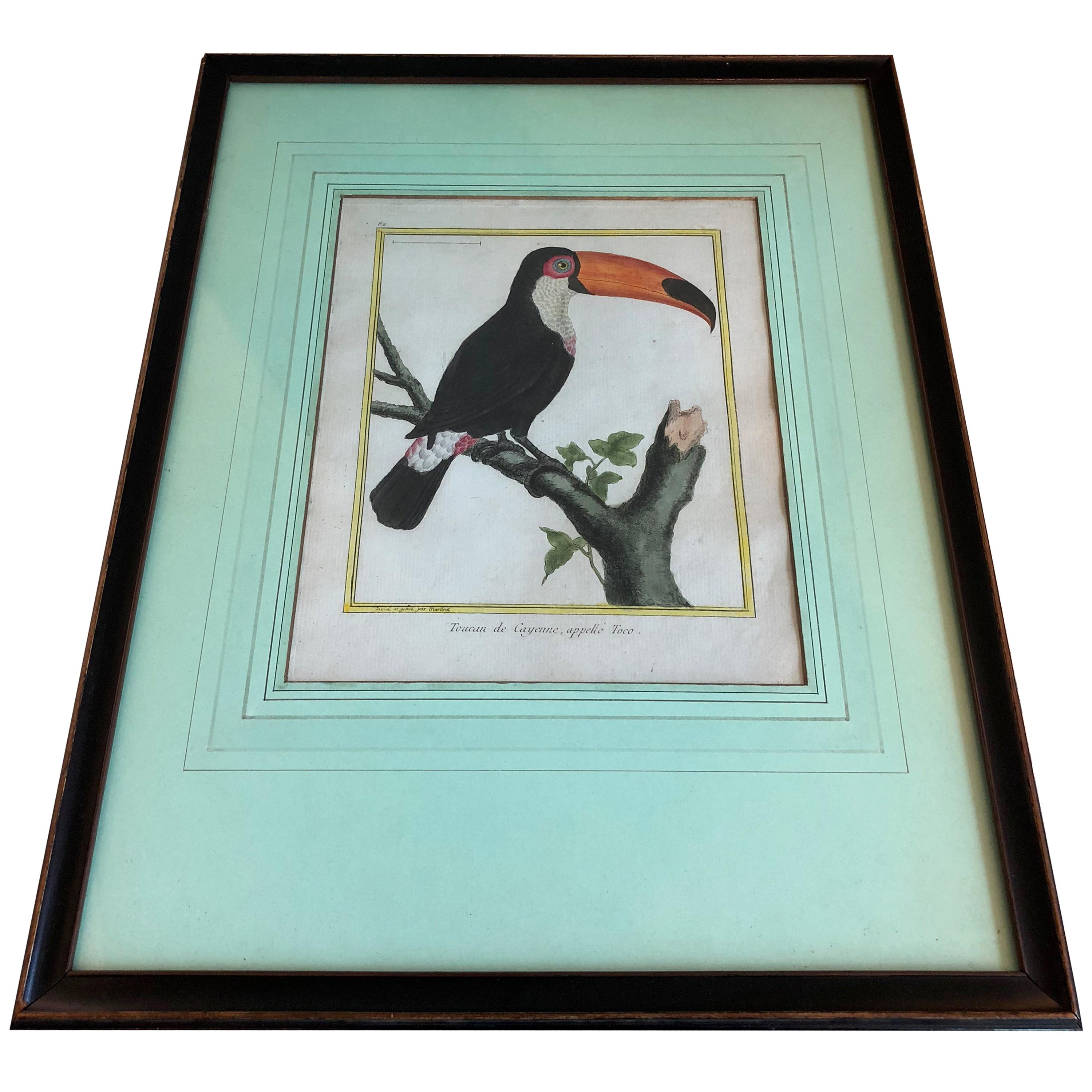 19th century martinet bird engravings with later hand coloring in black painted frames.