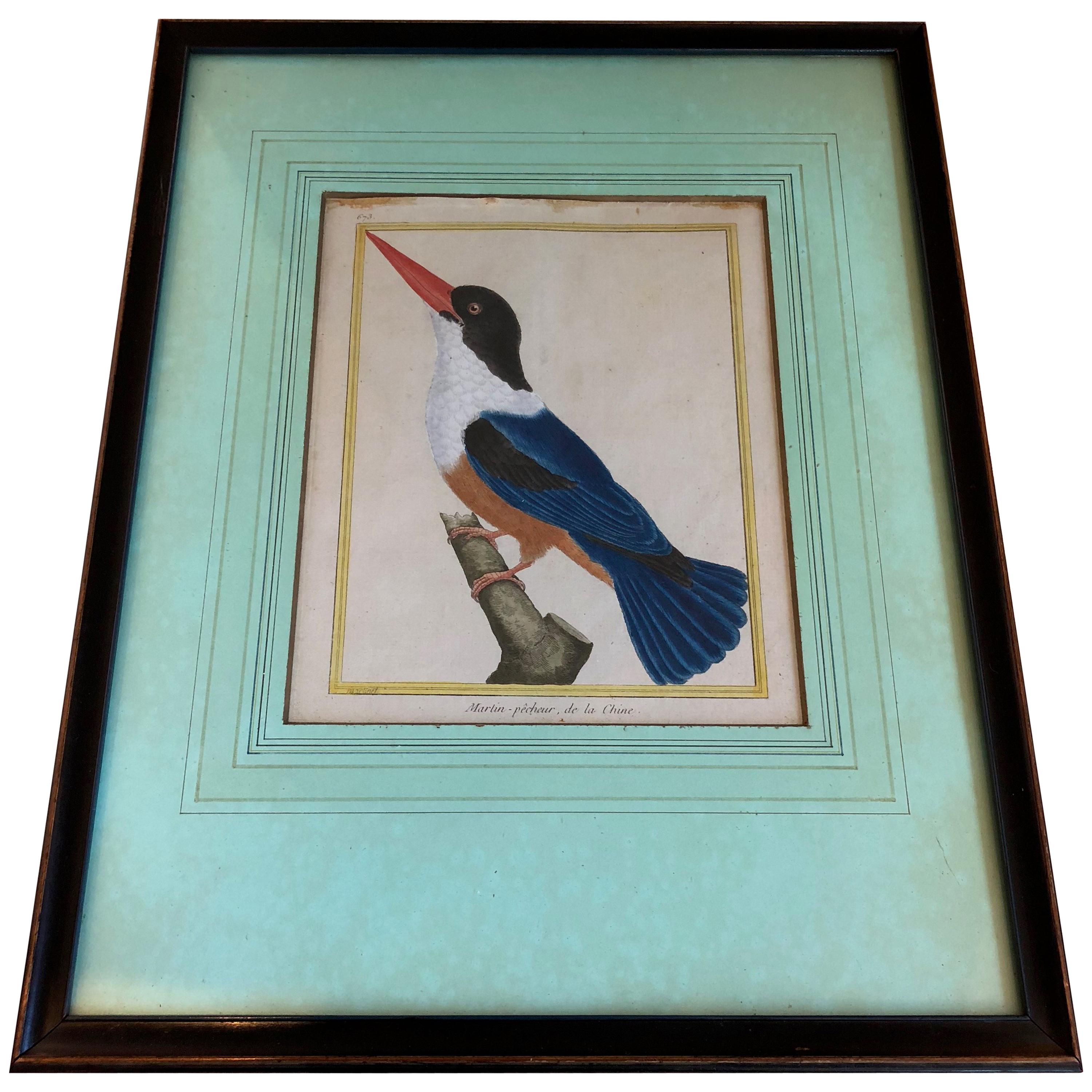 19th century martinet bird engravings with later hand coloring in black painted frames.

    