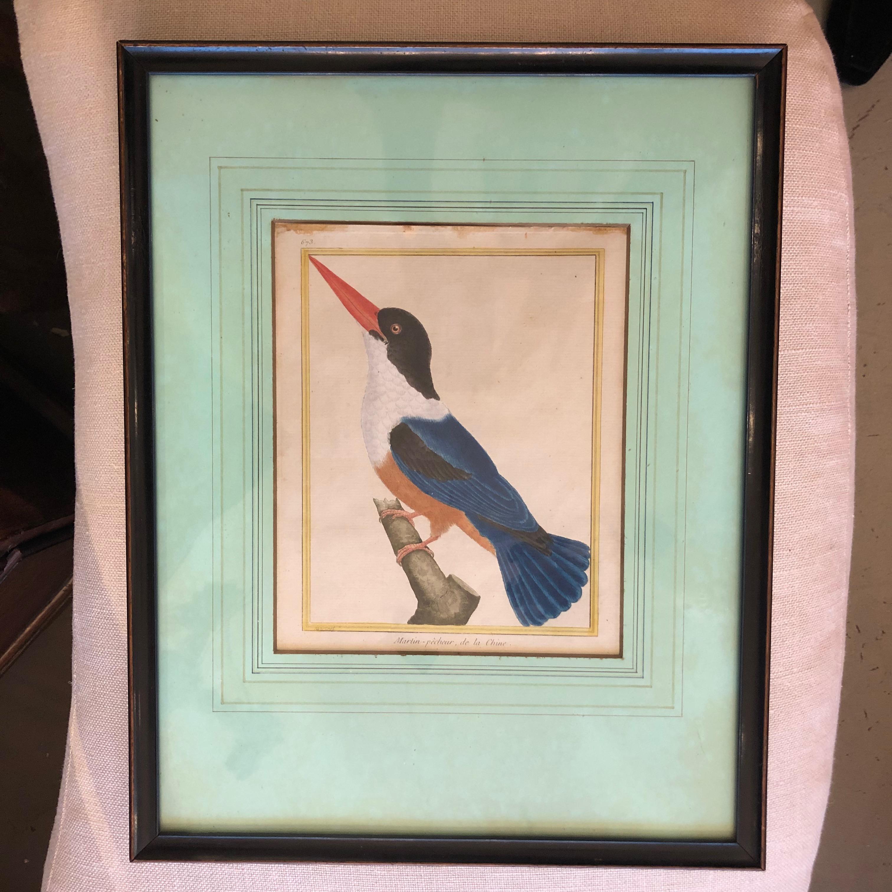 19th Century Martinet Bird Engravings For Sale 2