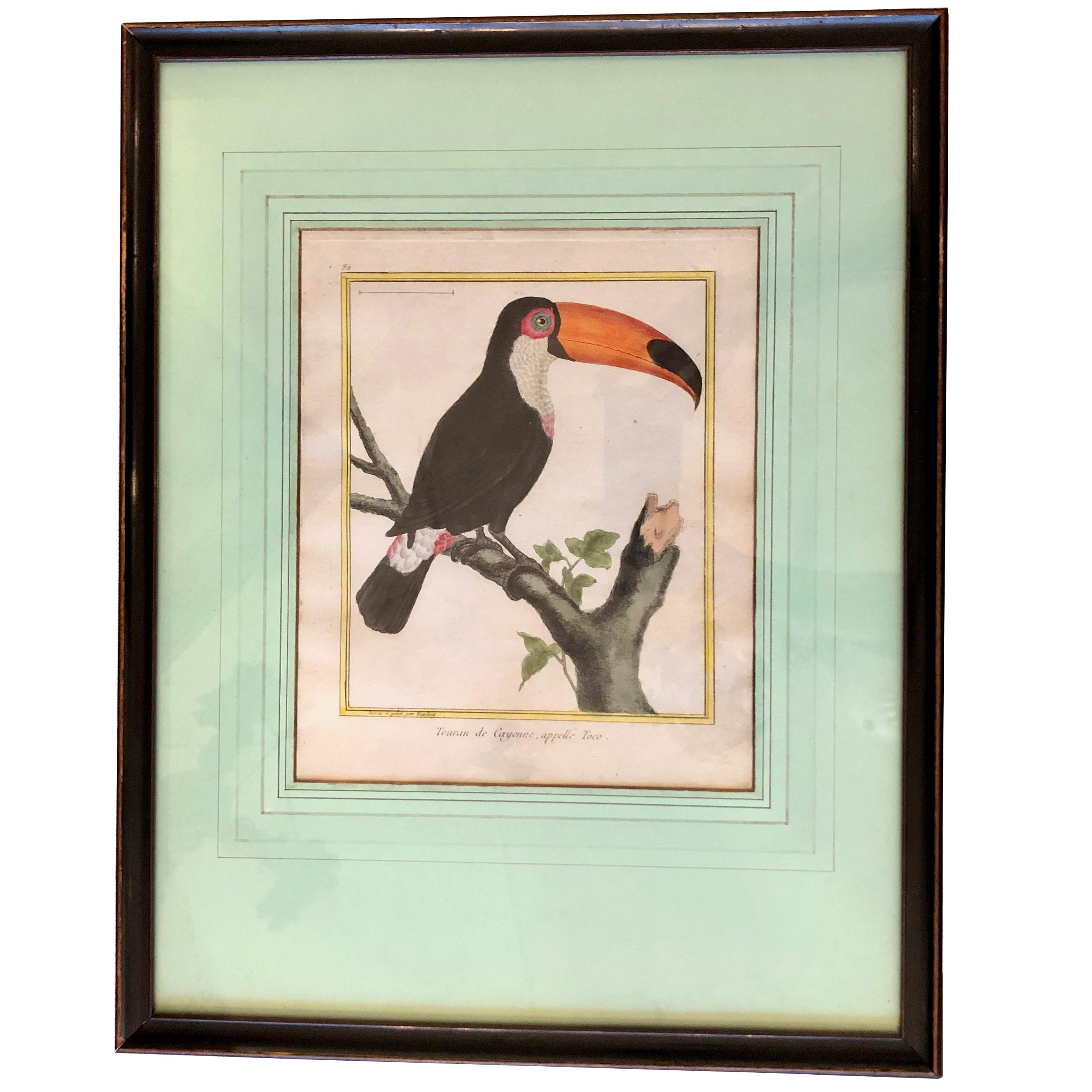 19th Century Martinet Bird Engravings For Sale