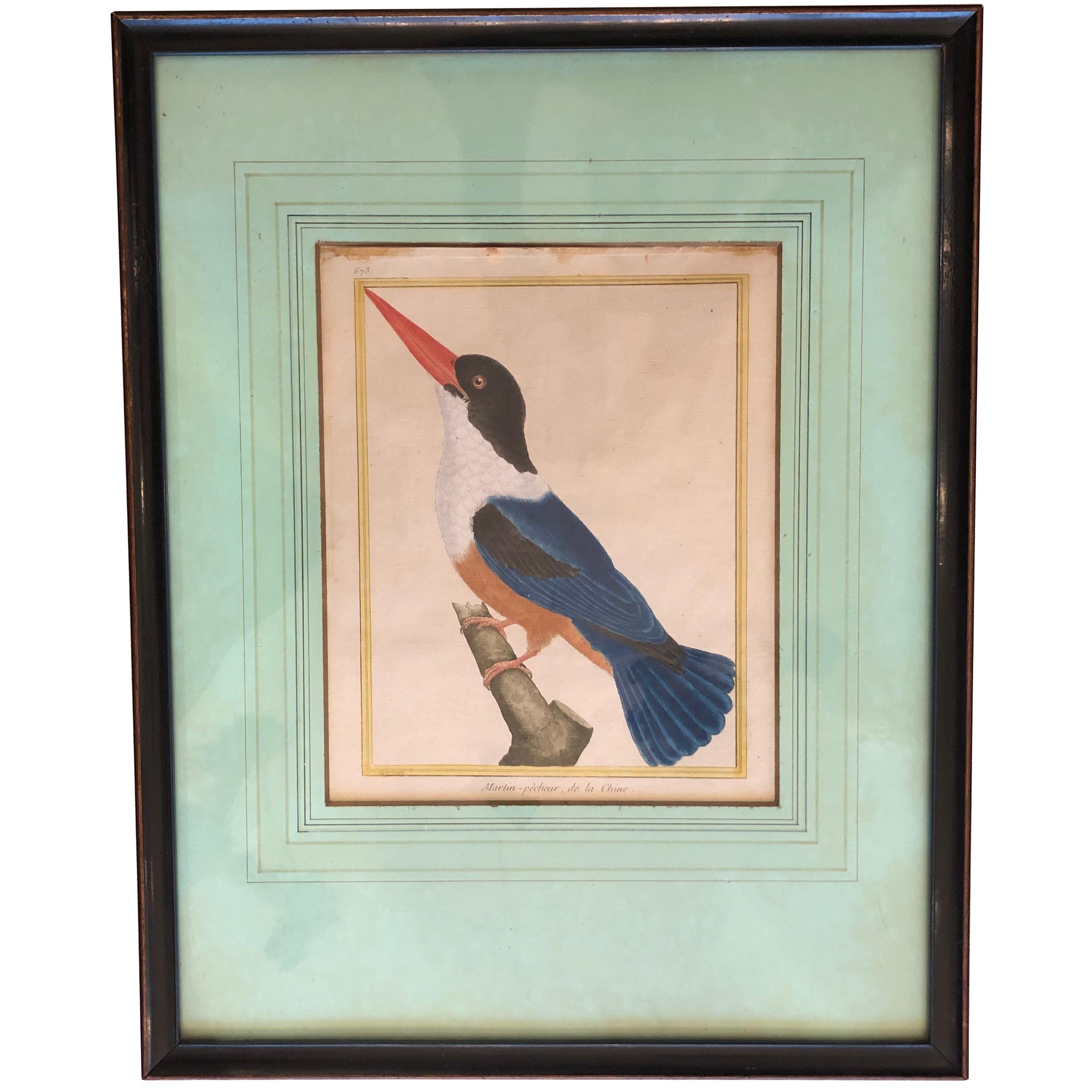 19th Century Martinet Bird Engravings For Sale