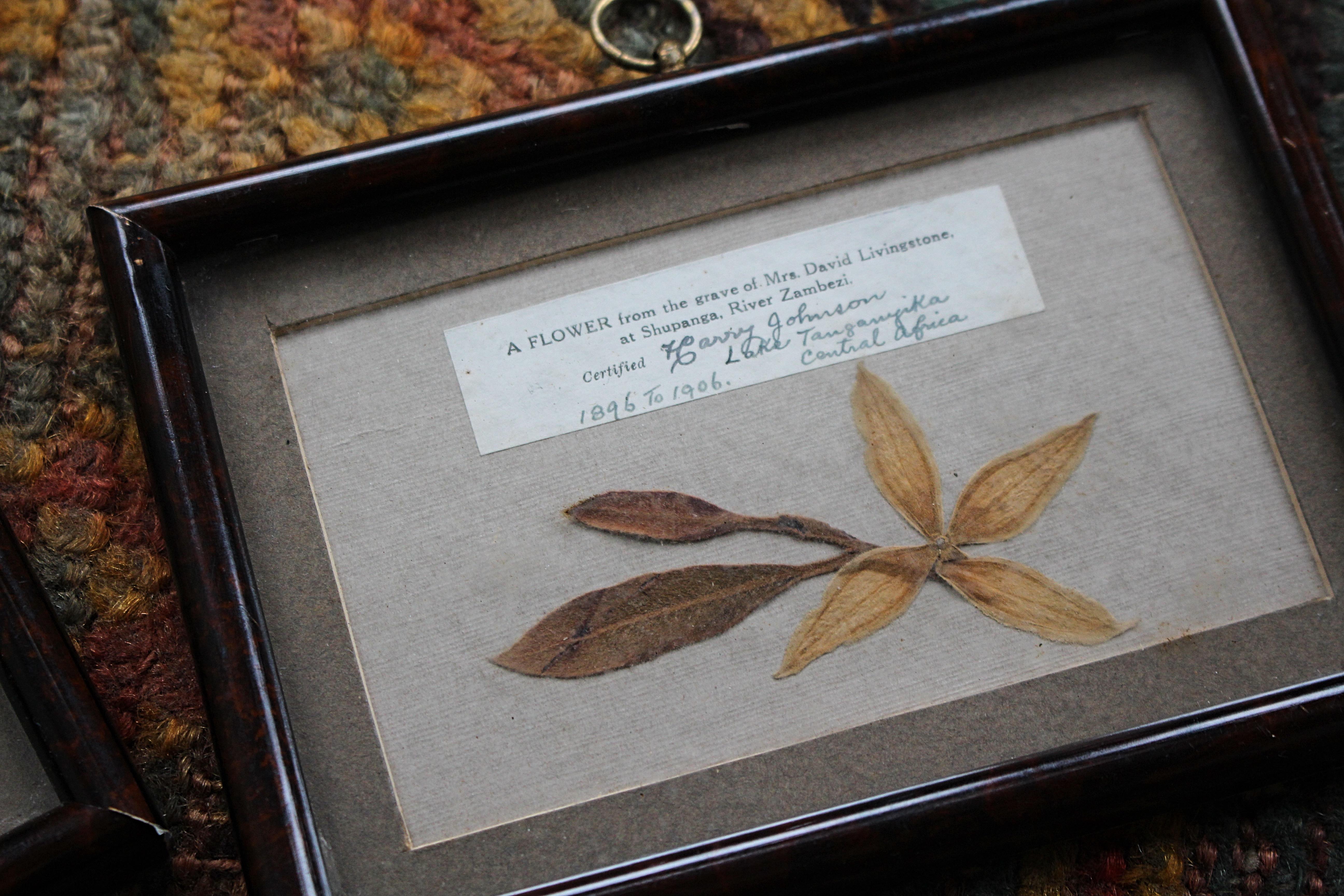 Une très étrange collection victorienne de curiosités, une section de l'arbre sous lequel le médecin écossais, congrégationaliste et missionnaire chrétien pionnier David Livingston a été enterré et une fleur provenant de la tombe de sa femme Mary