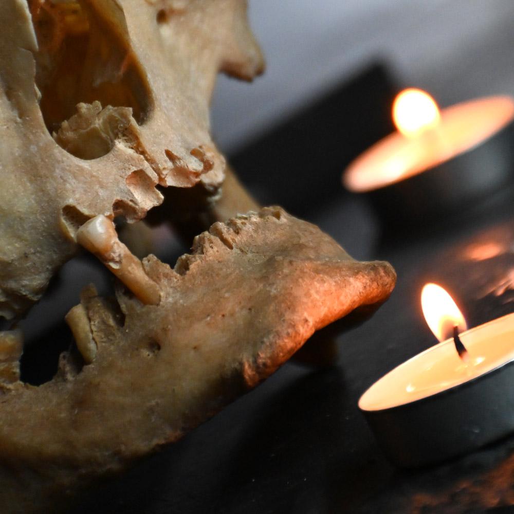 real human skull