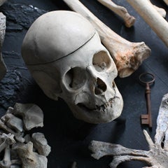 19th Century Medical Research Skeletal Boxed Specimen