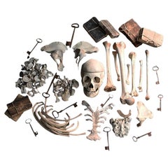 19th Century Medical Research Skeletal Boxed Specimen 