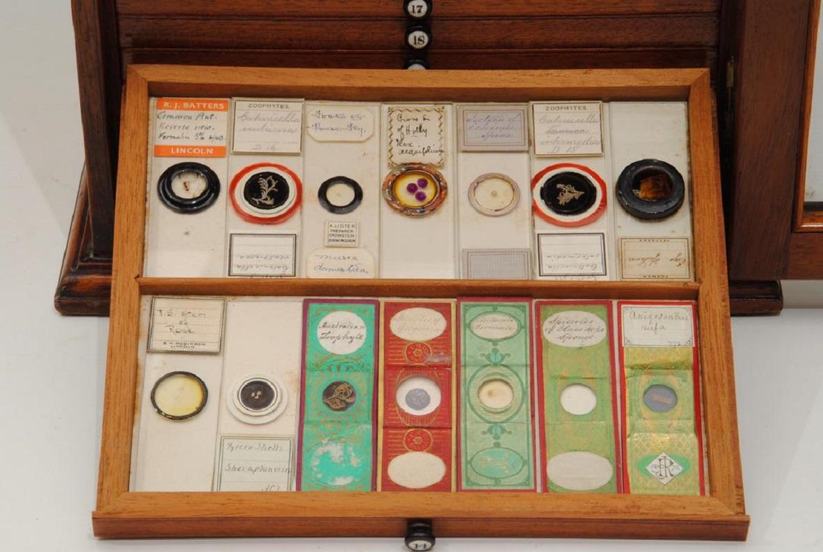 Laiton Armoire à diapositives et 280 diapositives microscope du 19ème siècle en vente