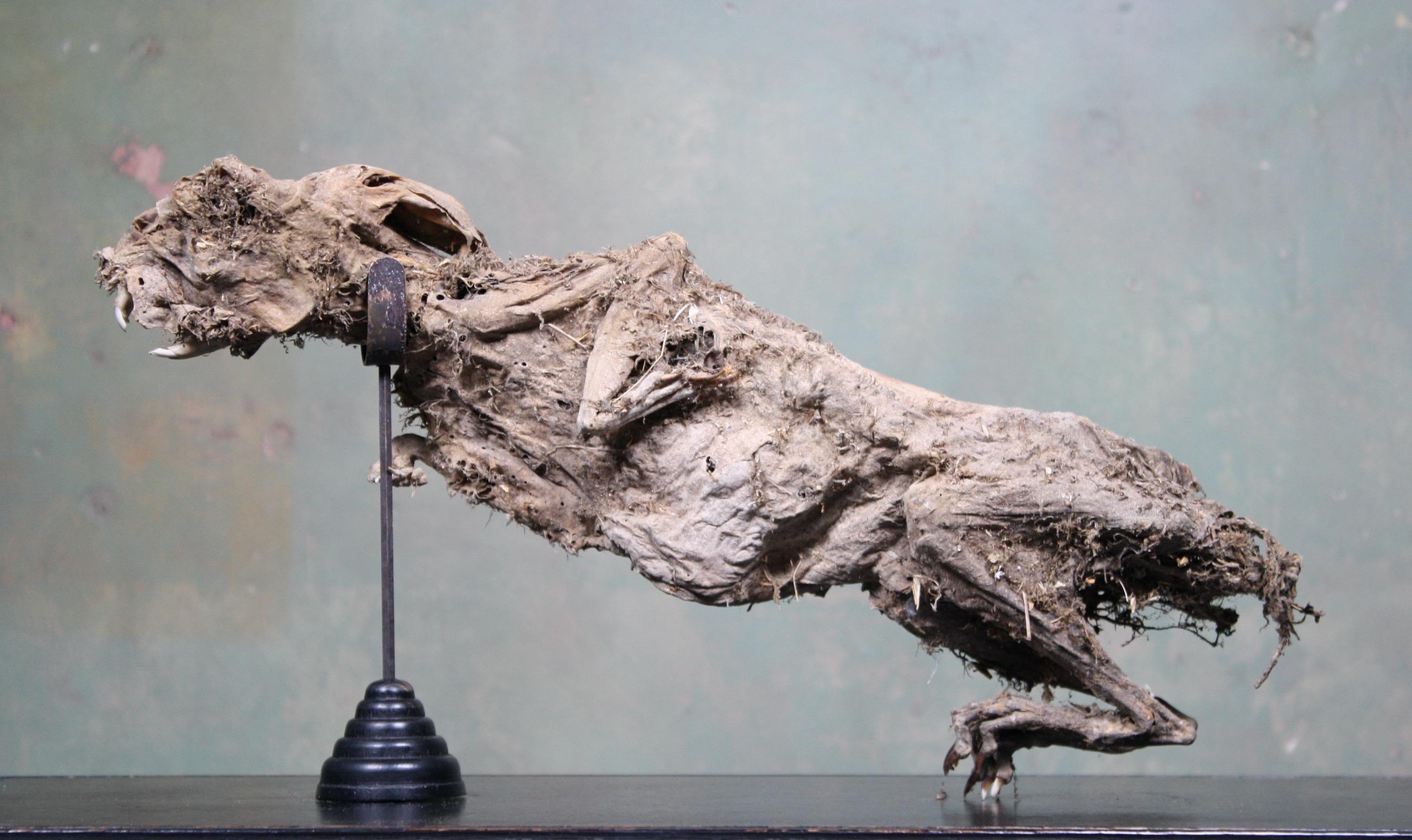19th Century Mummified Taxidermy Specimen The Beverston Hare 7