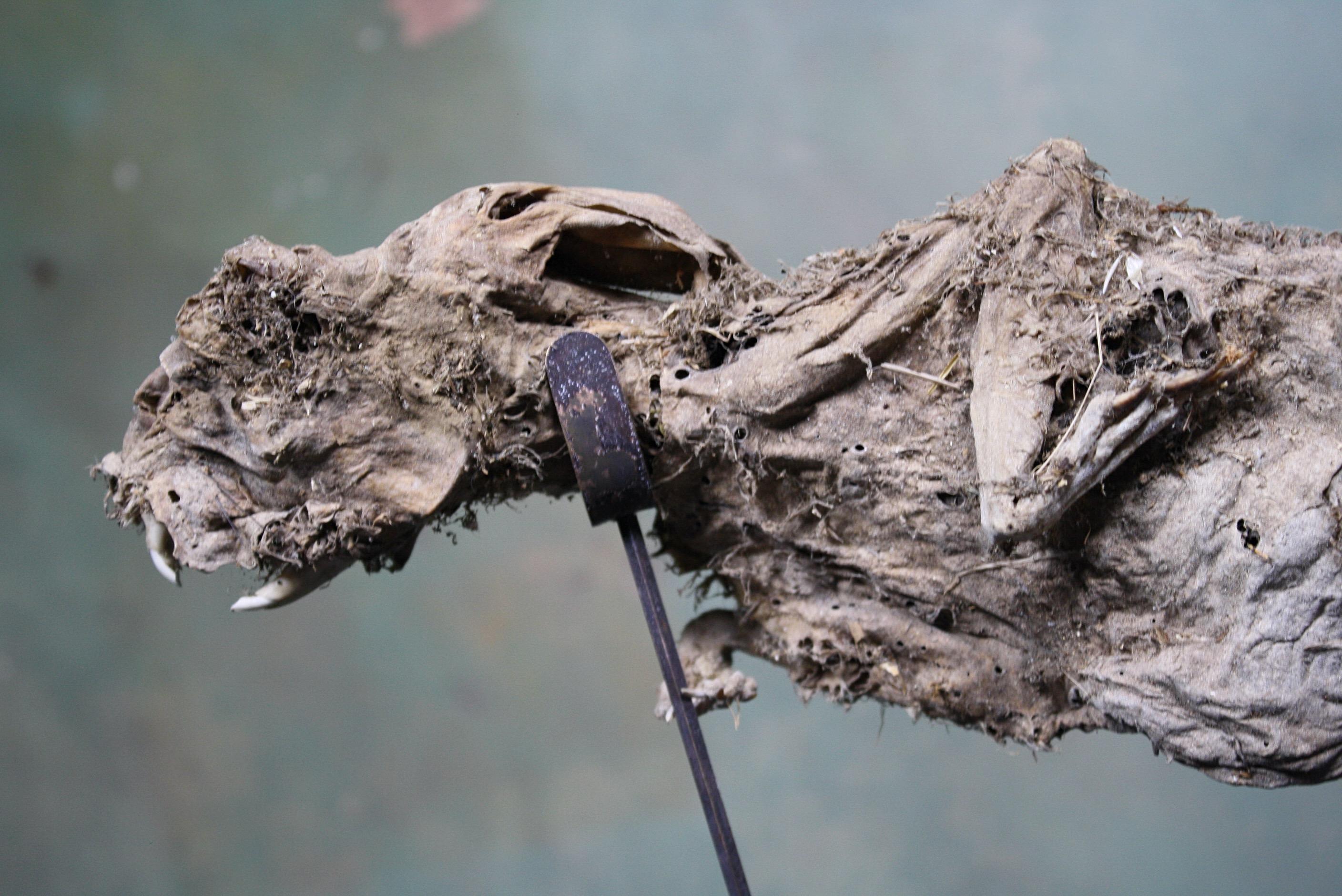 19th Century Mummified Taxidermy Specimen The Beverston Hare 8