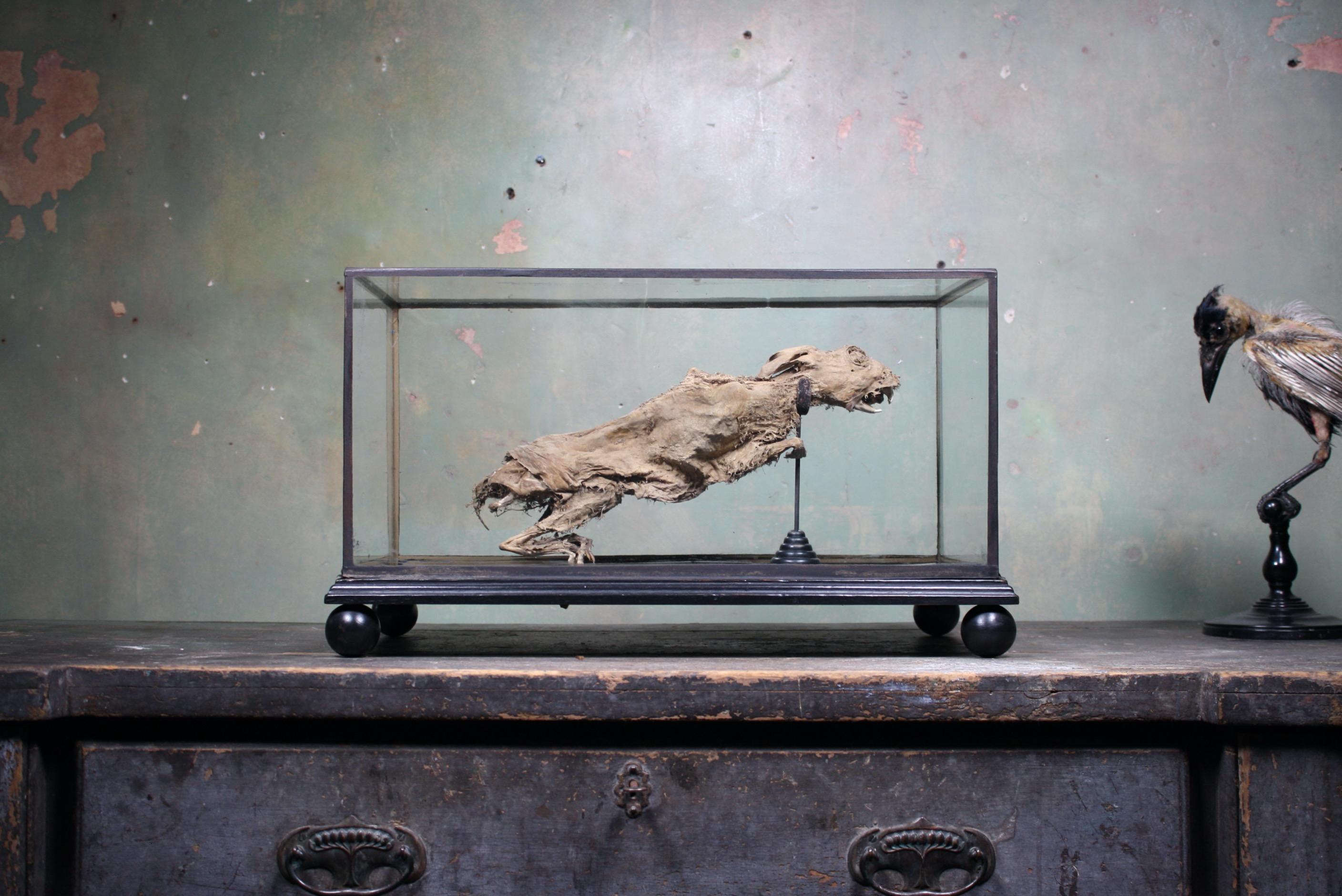 An odd mummified Hare mounted in a glazed case on ebonised plinth terminating on bun feet. A simple brass rod with a brass collar holds the hare in its last leaping like state.

This Hare was found on the Beverston Estate in an outbuilding, aptly