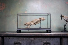 19th Century Mummified Taxidermy Specimen The Beverston Hare