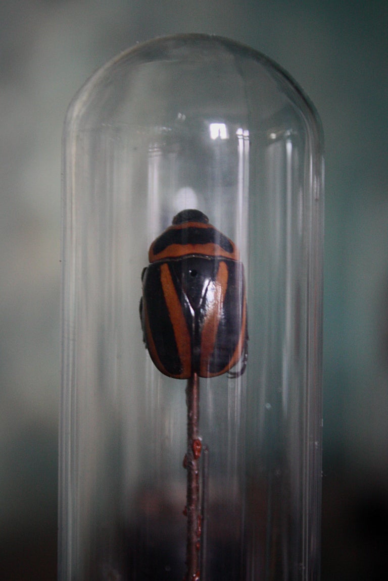 19th Century Museum Entomology Specimens under Glass Vials Taxidermy