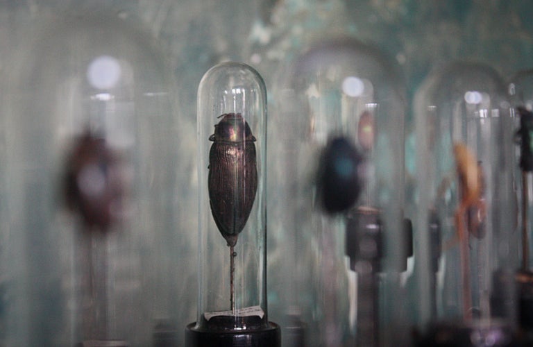 19th Century Museum Entomology Specimens under Glass Vials Taxidermy