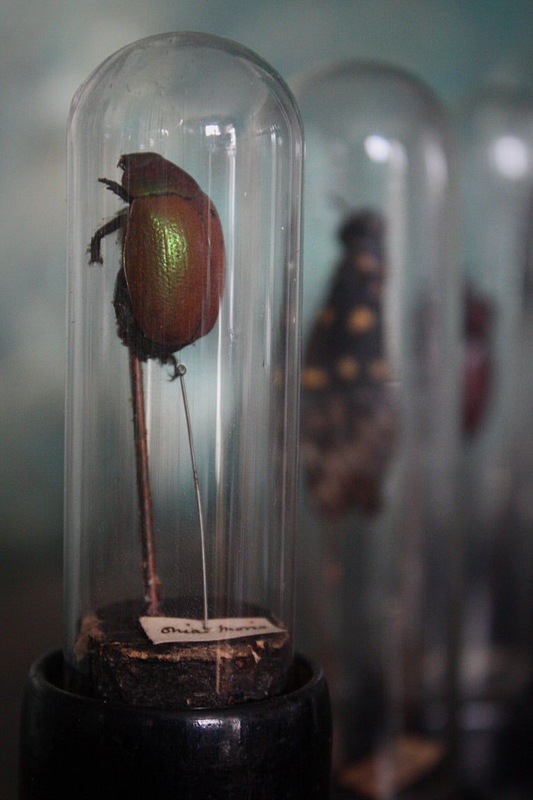 19th Century Museum Entomology Specimens under Glass Vials Taxidermy