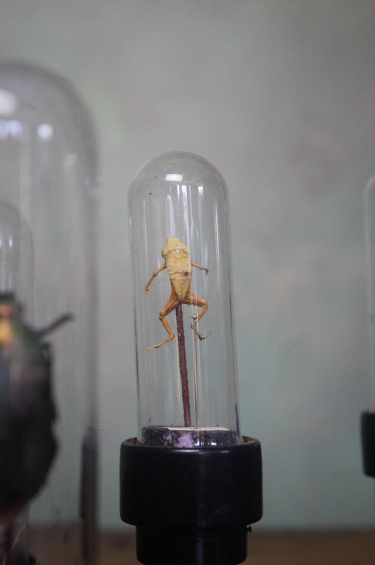 19th Century Museum Entomology Specimens under Glass Vials Taxidermy