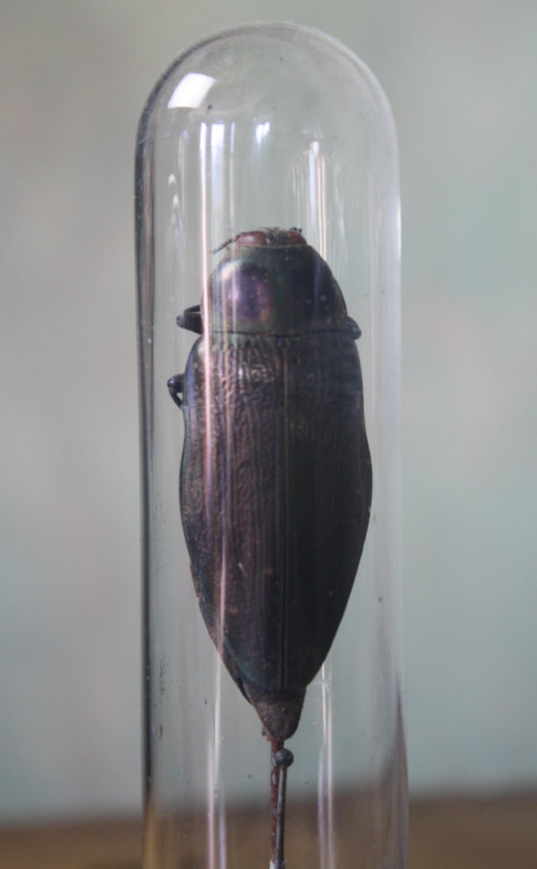19th Century Museum Entomology Specimens under Glass Vials Taxidermy