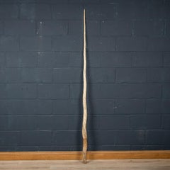 19th Century Narwhal Tusk With Cites Certificate, c.1890