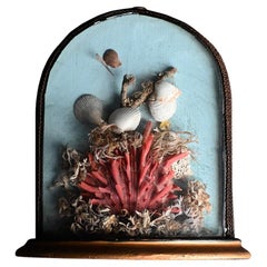 Diorama de coquillages d'histoire naturelle du 19ème siècle 