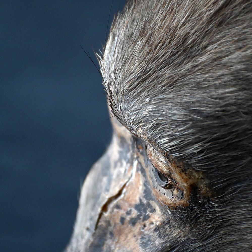 19th Century natural history English specimen For Sale 2