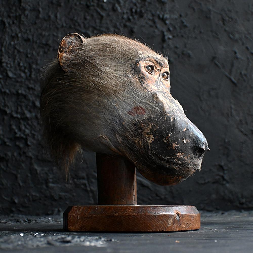 19th Century natural history English specimen




Encased in its original Victorian pine ebonised base glass dome. This natural history specimen is firmly attached to a wooden base. From what we can tell its stuffed with hessian material and has