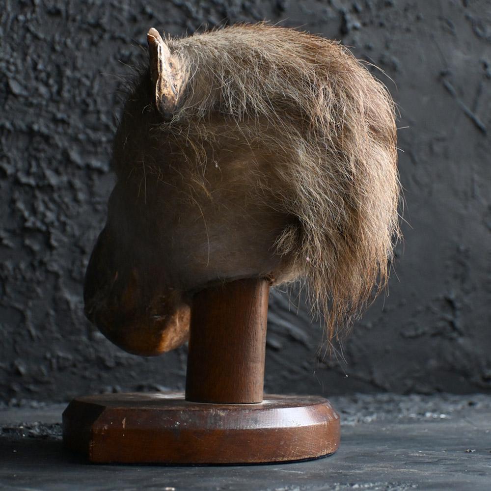 Late 19th Century 19th Century natural history English specimen For Sale