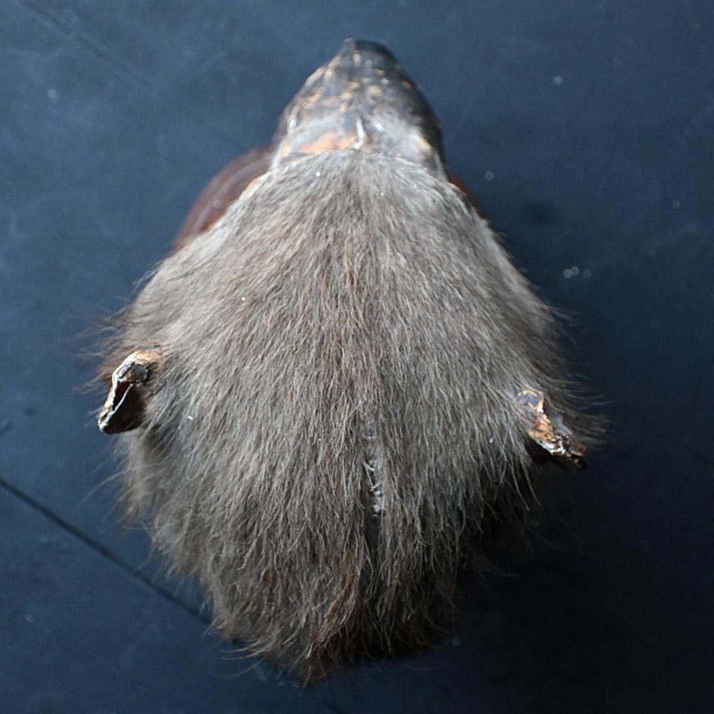 19th Century natural history English specimen For Sale 1