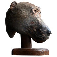 Histoire naturelle du 19e siècle Spécimen anglais