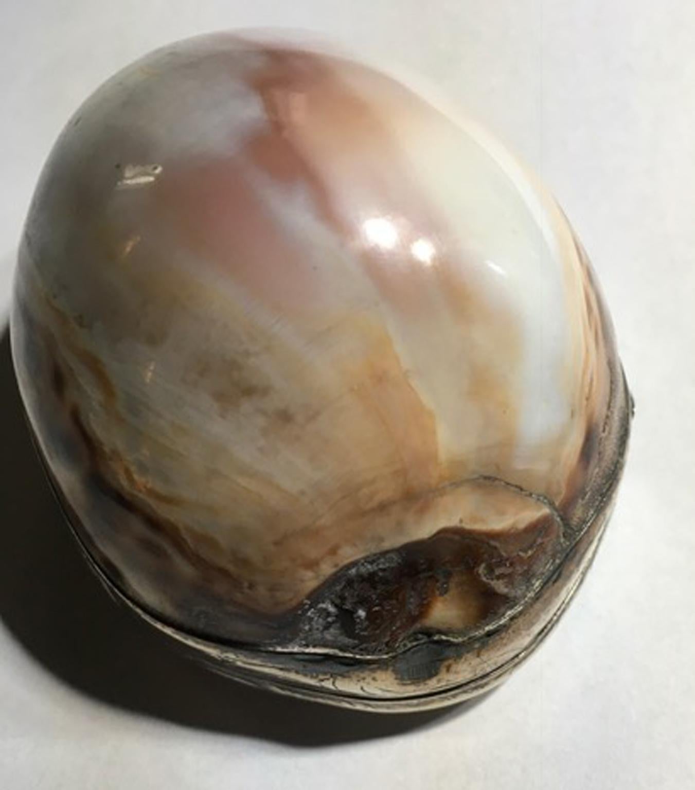 natürliche Muschel aus dem 19. Jahrhundert:: montiert in einer Silberdose 6