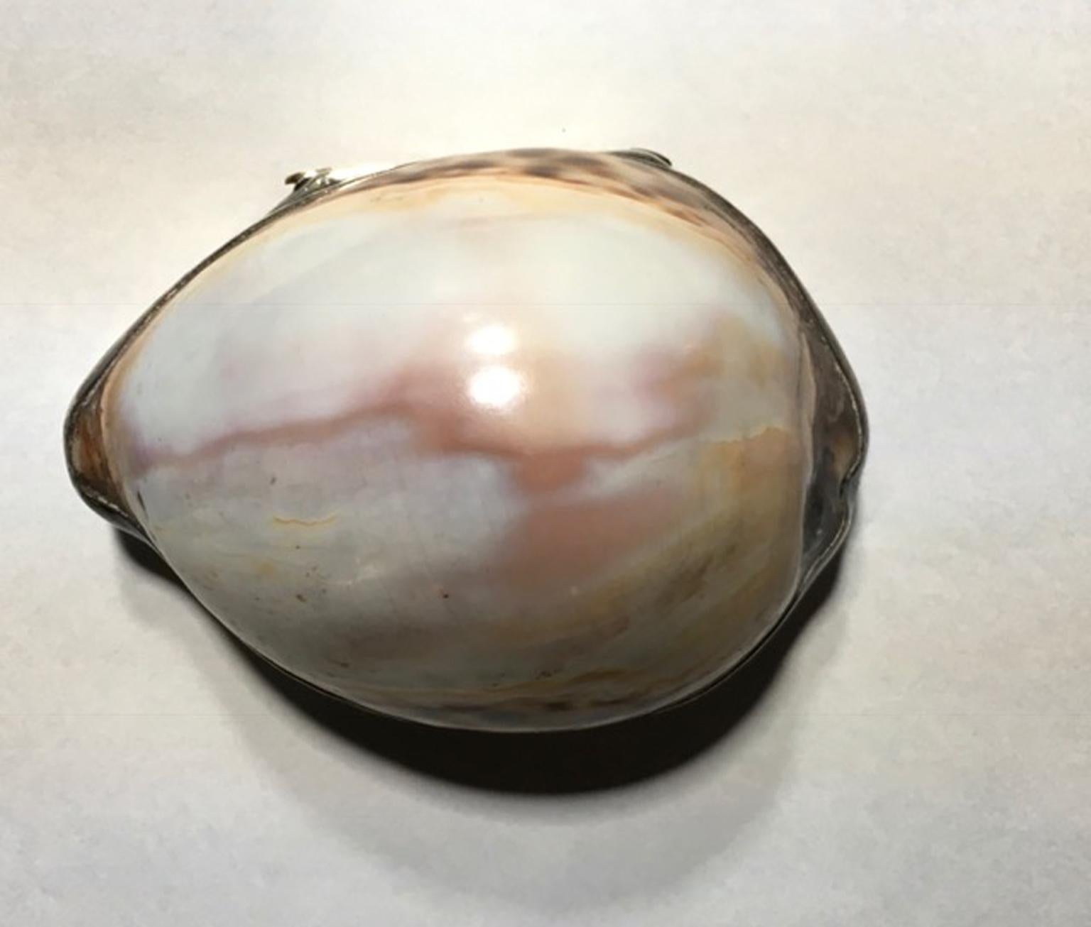 natürliche Muschel aus dem 19. Jahrhundert:: montiert in einer Silberdose (Handgeschnitzt)