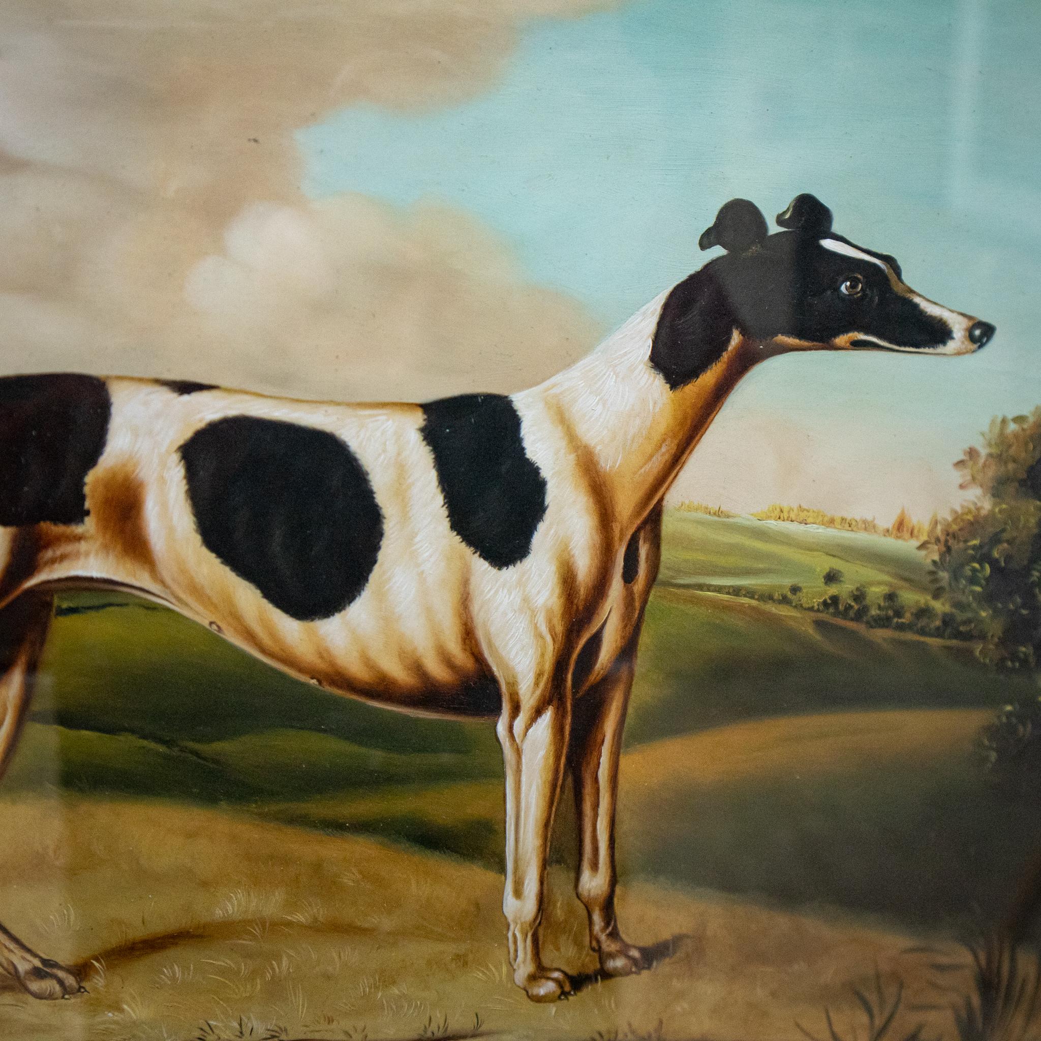 An attractive 19th century painting of a black and white greyhound standing in a green landscape with a pleasant blue sky. It is glazed and framed in a period bird’s eye maple surround and will make a lovely piece for a Victorian interior in a