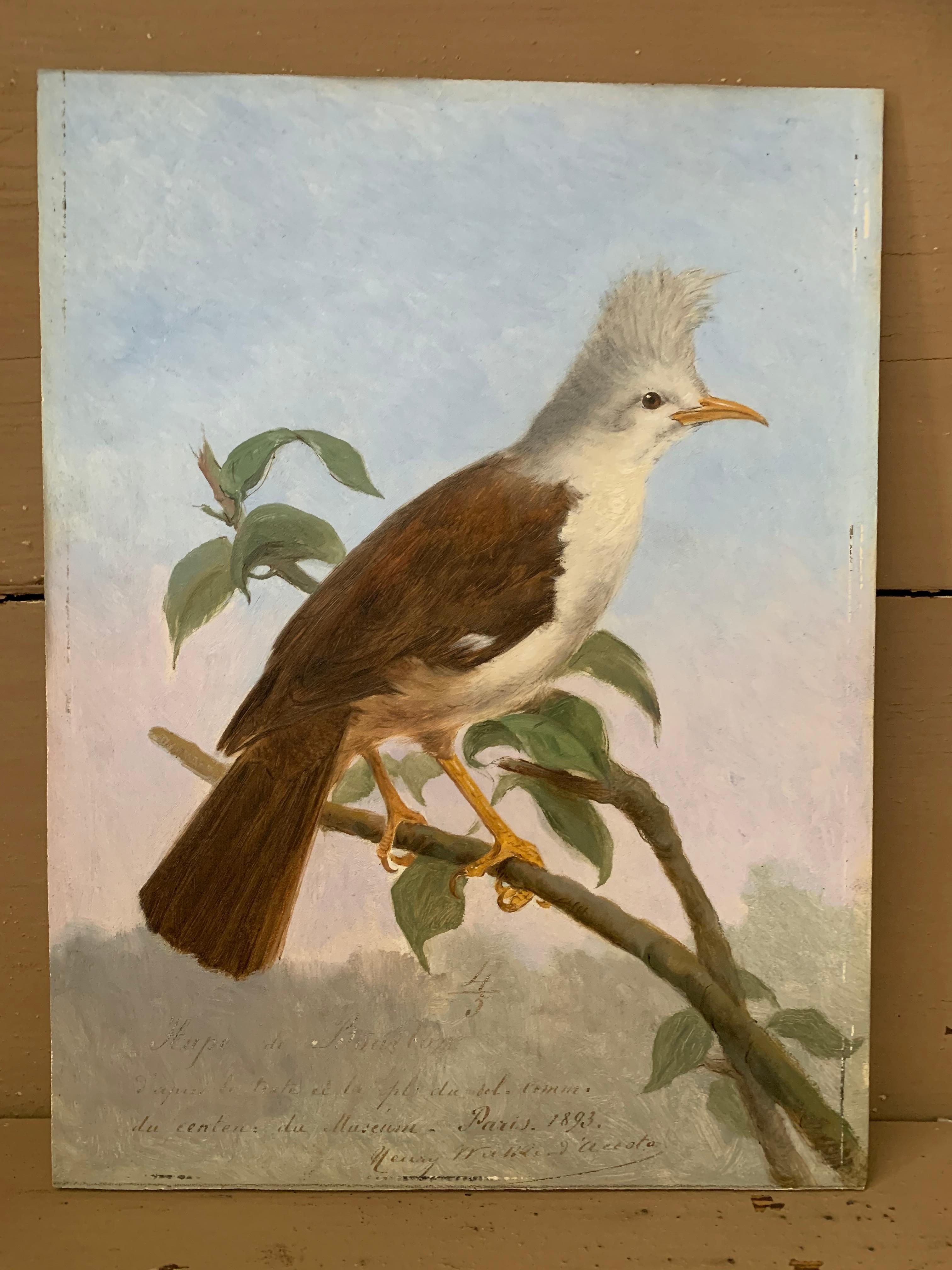 19th Century Oil Painting Hoepoe Bird 4