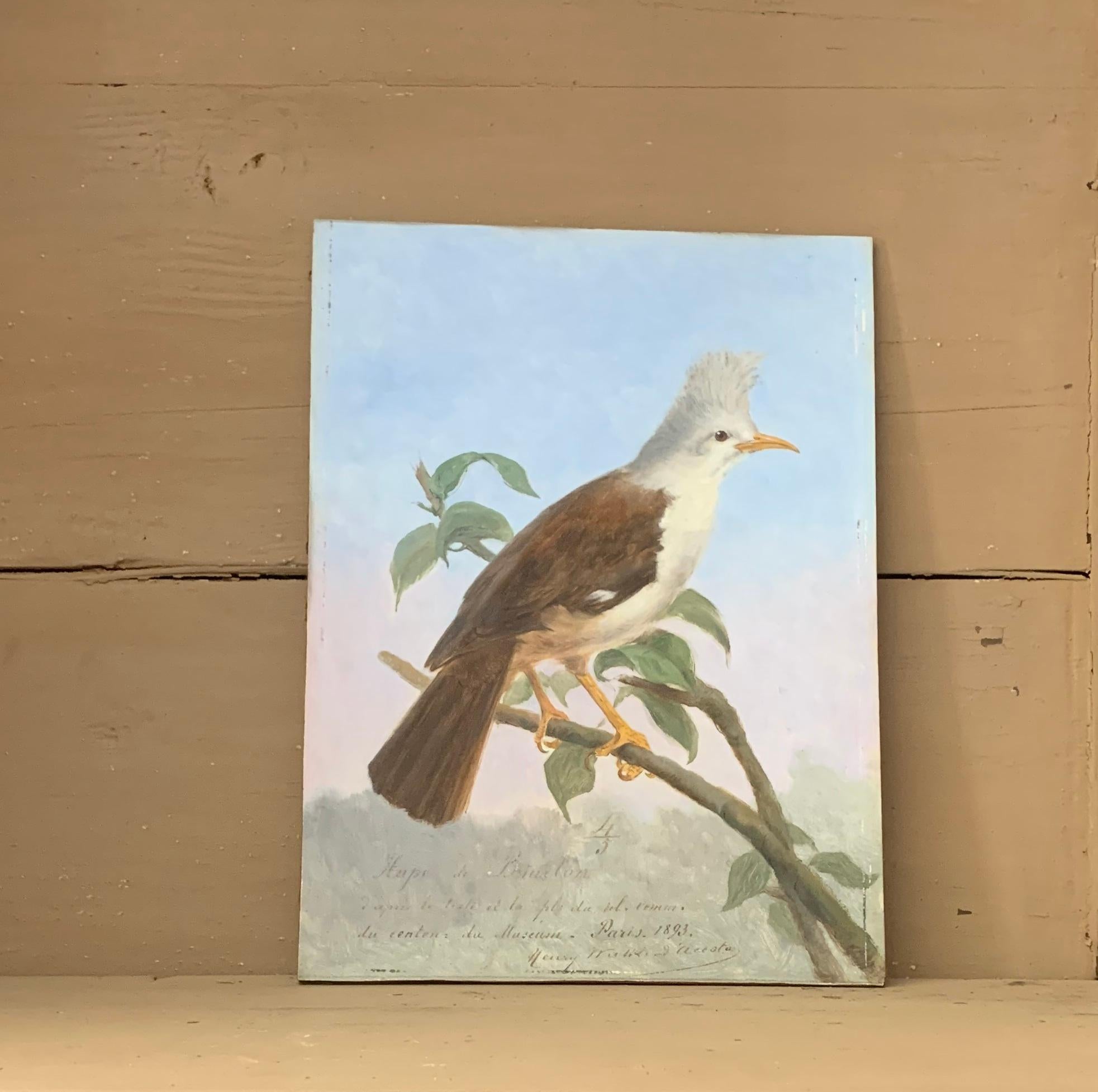 A wonderfully naturalistic depiction of a Hoepoe Bird. This particular starling species from the Mascarene Island became extinct in the late 19th century. One taxidermy example can be found in the Natural History Museum of Paris. In the late 19th