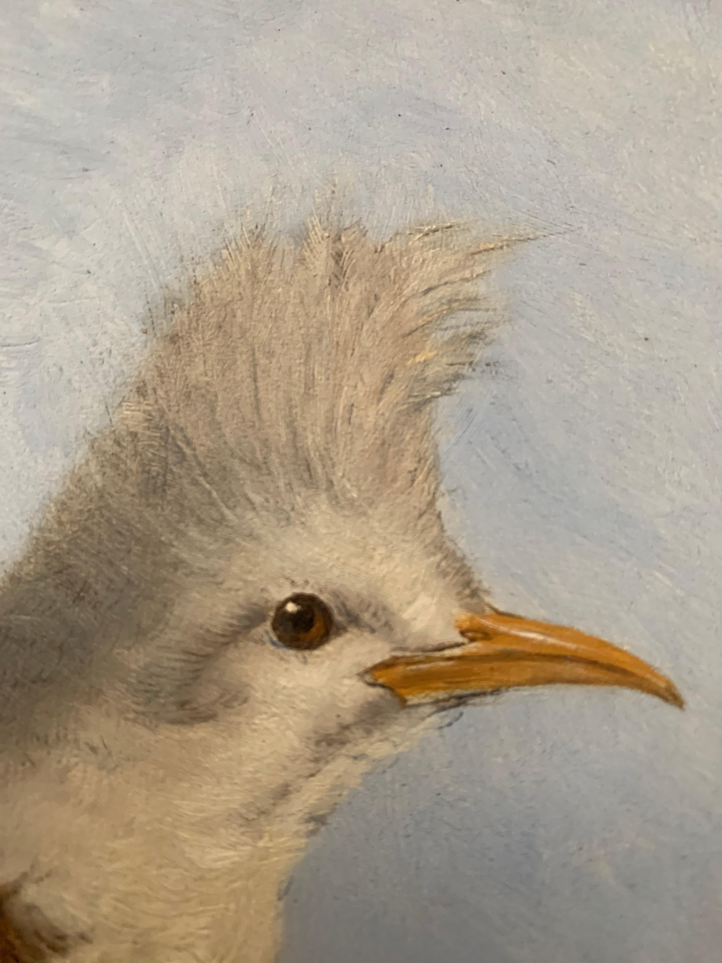 French 19th Century Oil Painting Hoepoe Bird