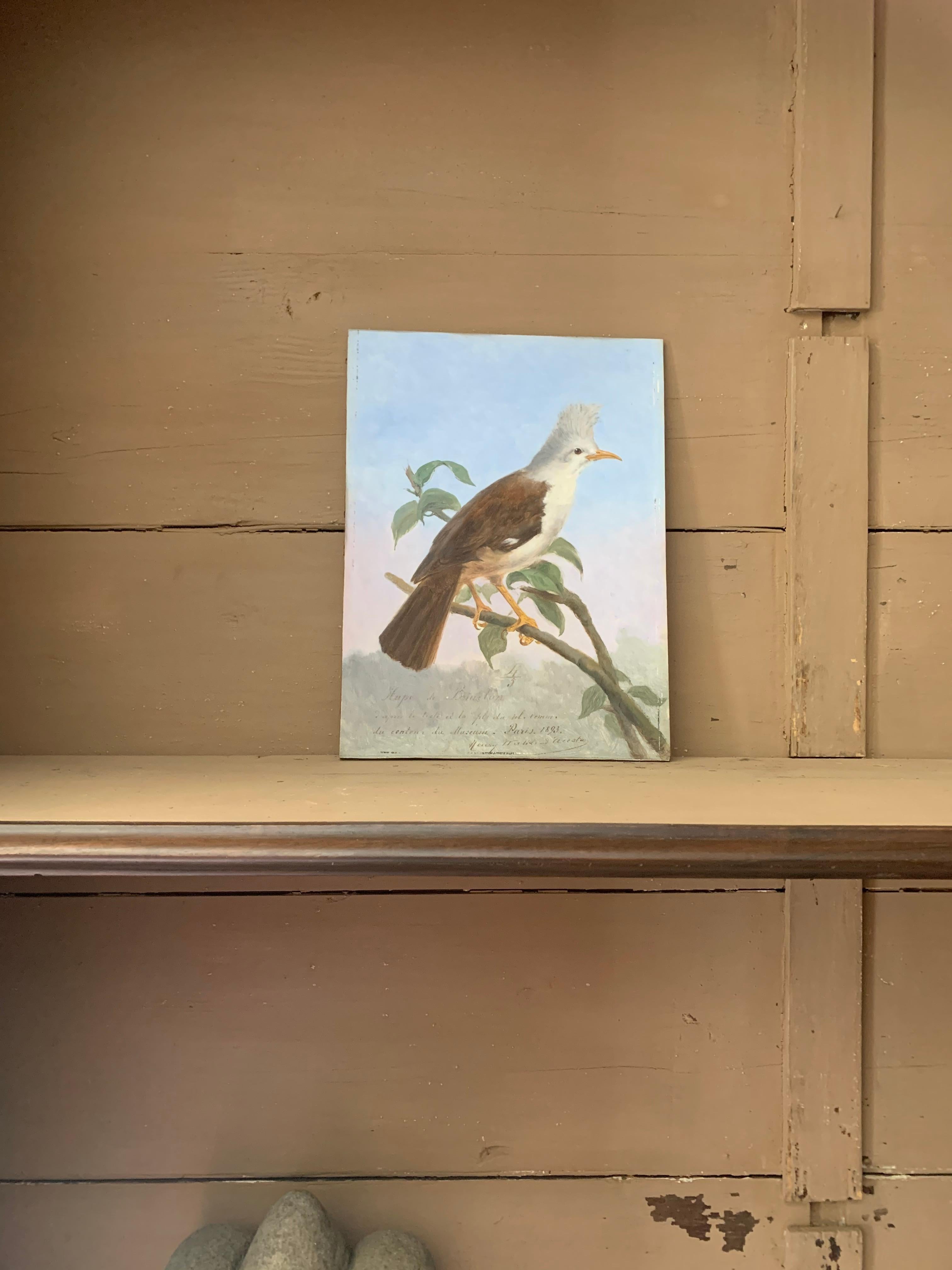 19th Century Oil Painting Hoepoe Bird 2