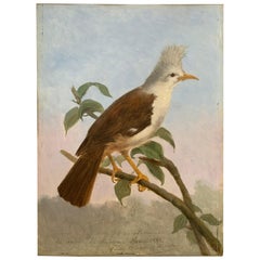 19th Century Oil Painting Hoepoe Bird