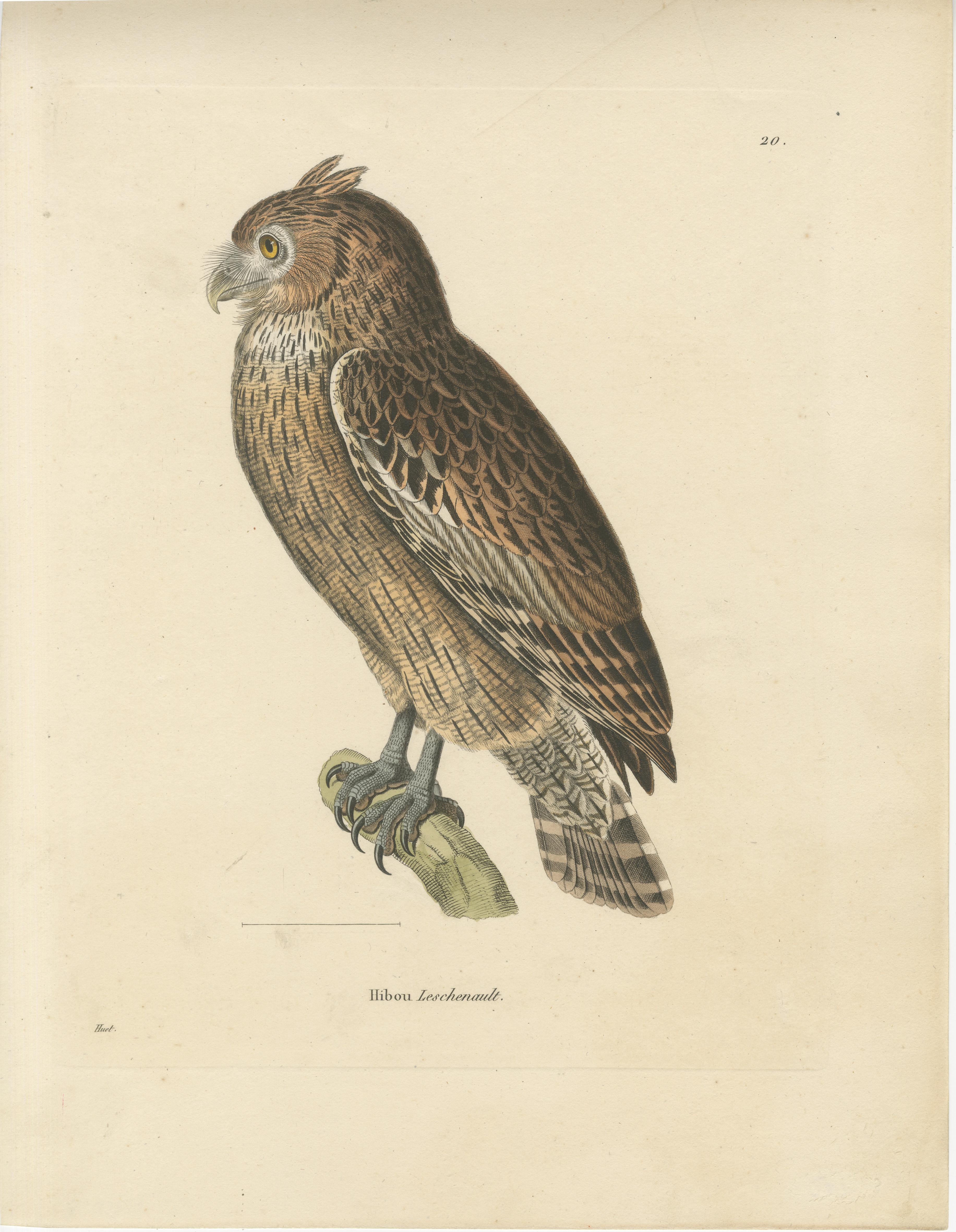 This illustration features an owl labeled 