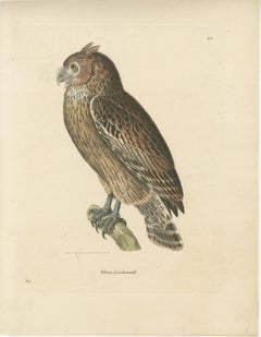 19th Century Ornithological Illustration of the Leschenault's Owl, 1838