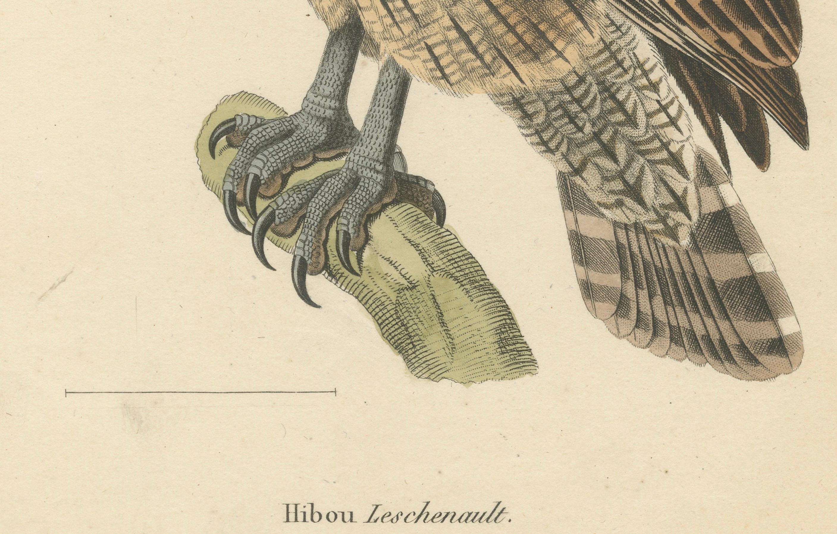 19th Century Ornithological Illustration of the Leschenault's Owl, 1838 In Good Condition For Sale In Langweer, NL