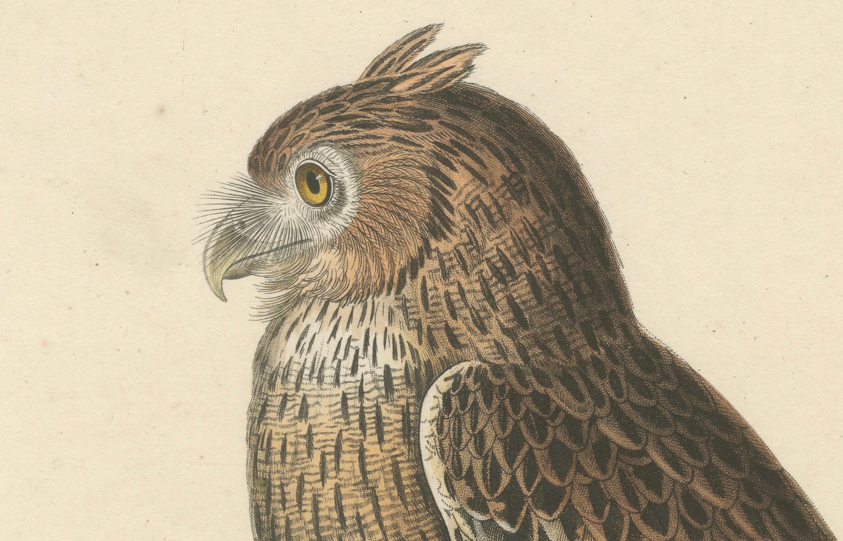 Mid-19th Century 19th Century Ornithological Illustration of the Leschenault's Owl, 1838 For Sale