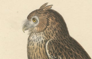 19th Century Ornithological Illustration of the Leschenault's Owl, 1838, view 4