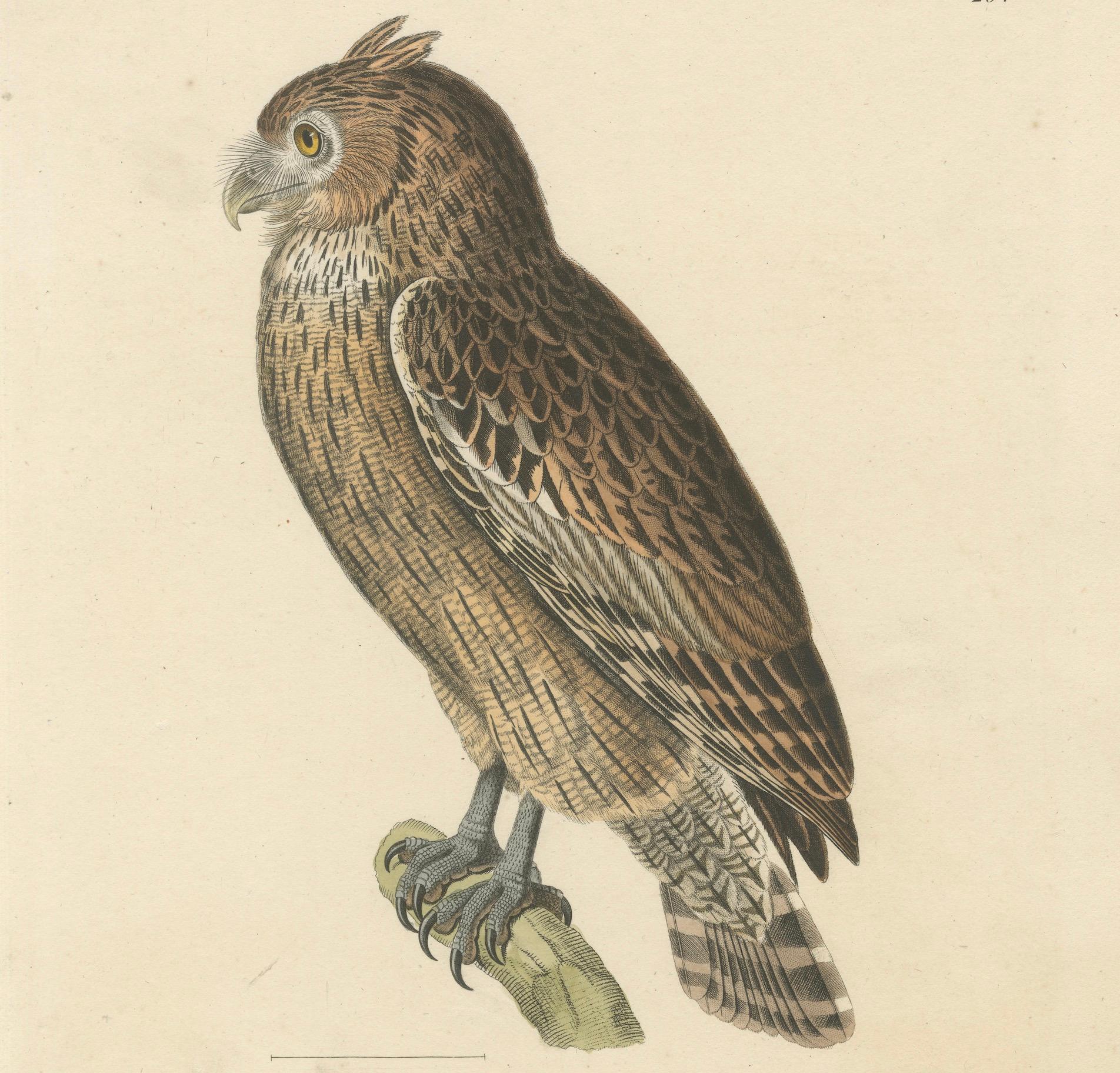Paper 19th Century Ornithological Illustration of the Leschenault's Owl, 1838 For Sale