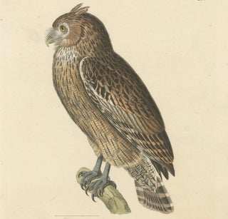 19th Century Ornithological Illustration of the Leschenault's Owl, 1838, view 5