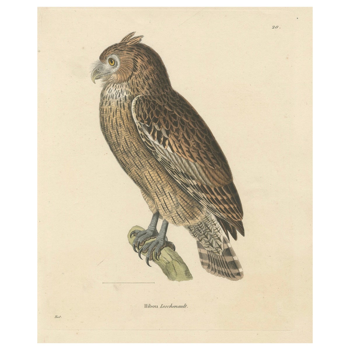 19th Century Ornithological Illustration of the Leschenault's Owl, 1838