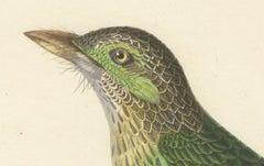 19th Century Ornithological Illustration of the Streaked Barbet (Barbu grivelé)