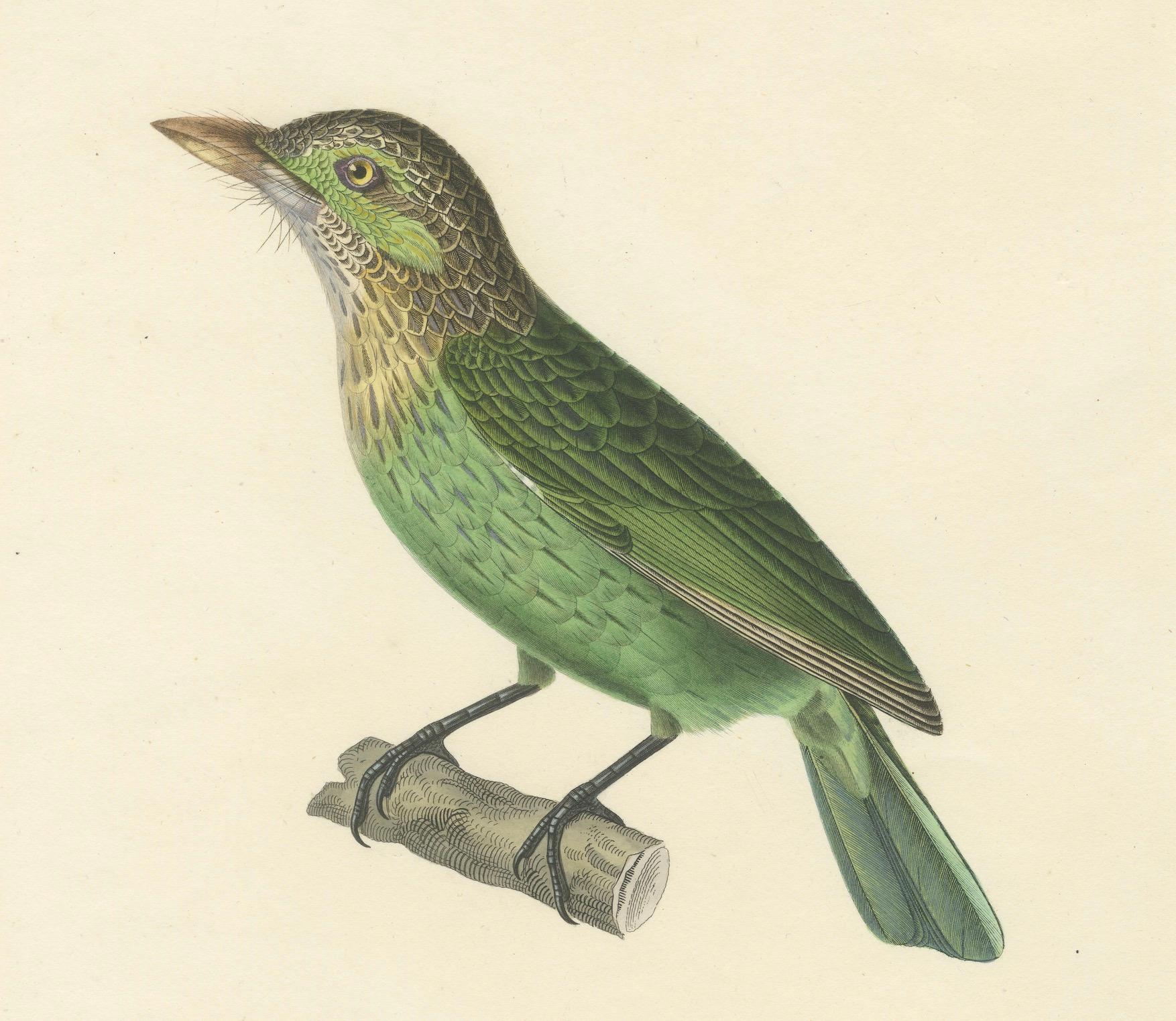 19th Century Ornithological Illustration of the Streaked Barbet (Barbu grivelé) In Good Condition For Sale In Langweer, NL