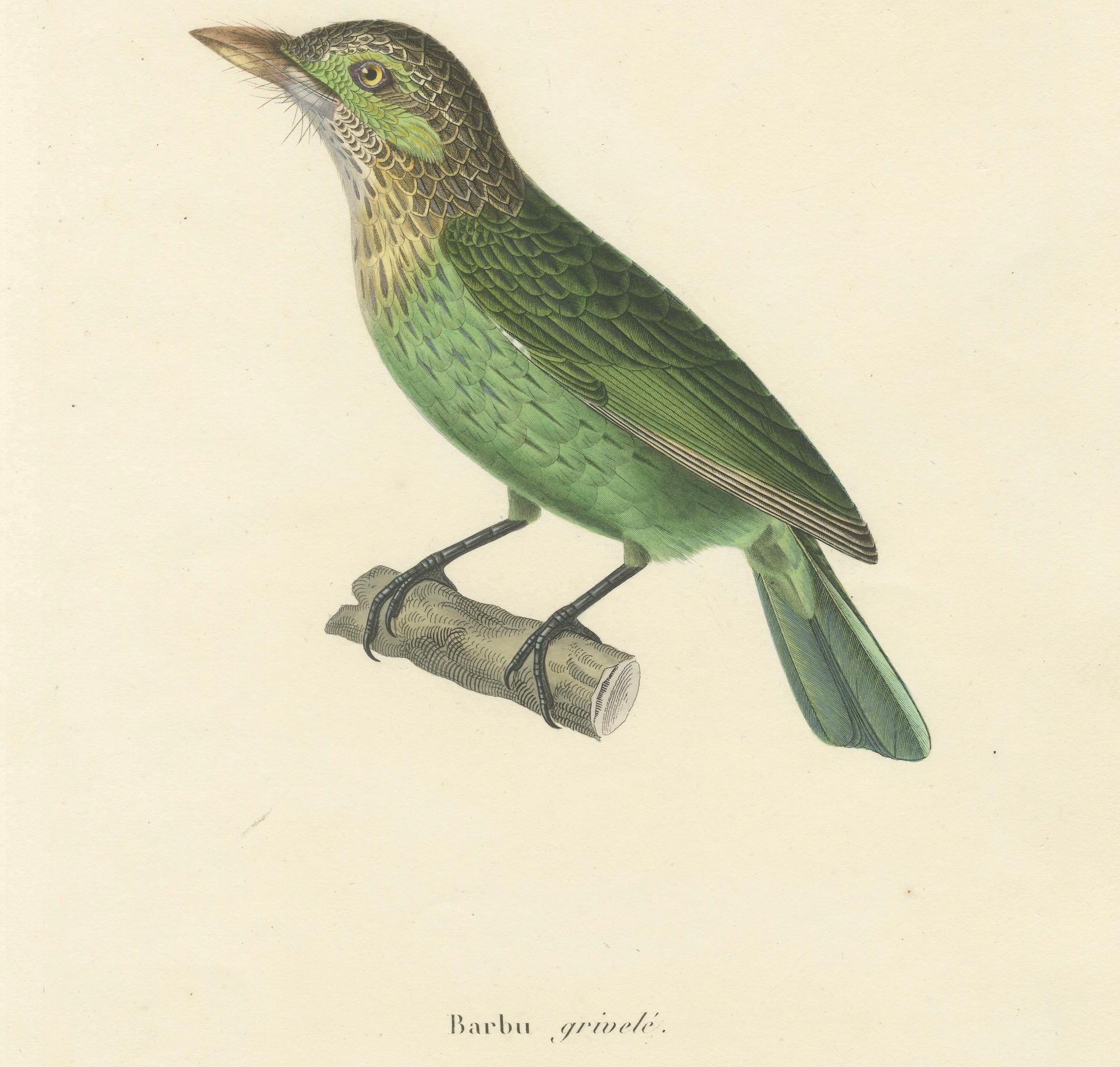 Mid-19th Century 19th Century Ornithological Illustration of the Streaked Barbet (Barbu grivelé) For Sale