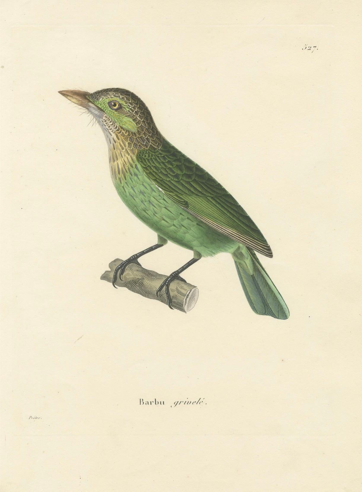 Paper 19th Century Ornithological Illustration of the Streaked Barbet (Barbu grivelé) For Sale